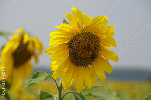 Bright sunflower in the field.   Summer   