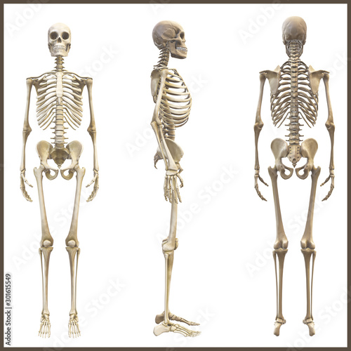 Human bones