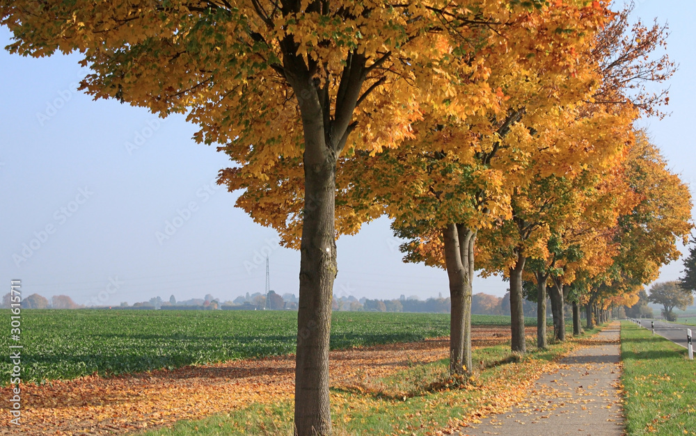 Ahornbäume mit Herbstblättern an einer Landstraße