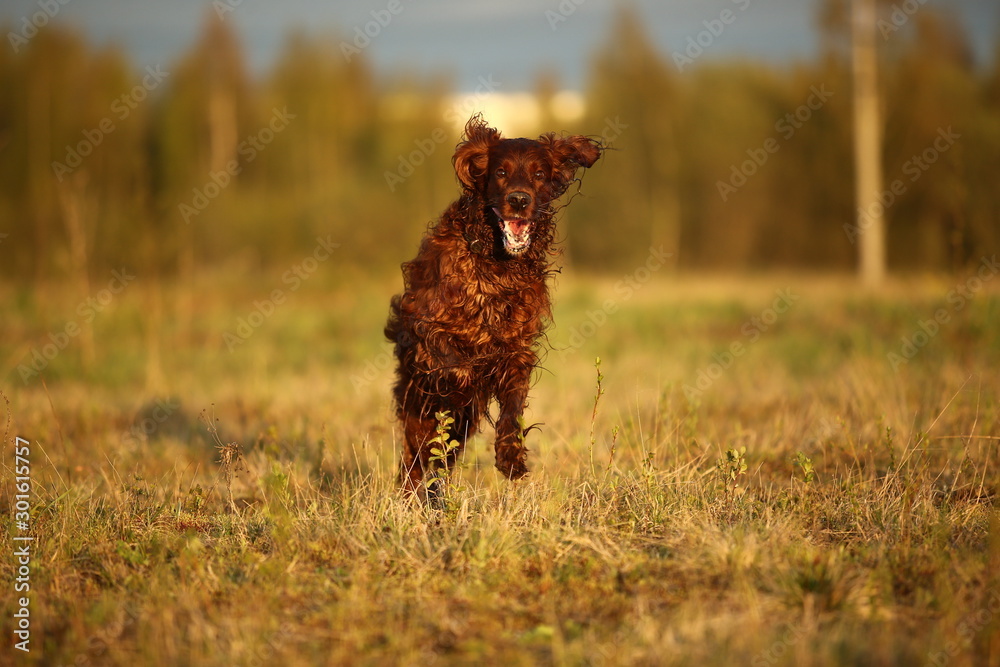 Hunting Irish Setter dog running on field