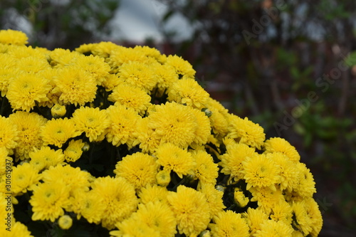 yellow mums. yellow fall mums. yellow mums in autumn. 