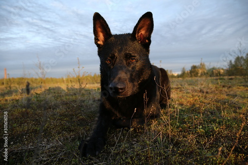 Curious black Dutch Shepherd dog looking at camera © Alexandr