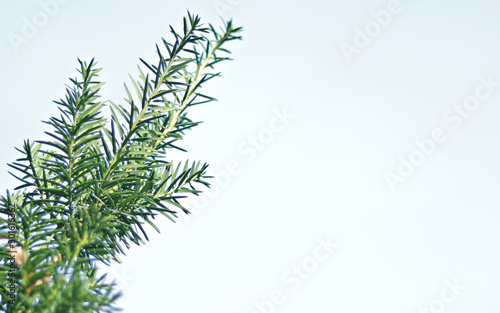 Fir branch isolated on white background -Place for text.