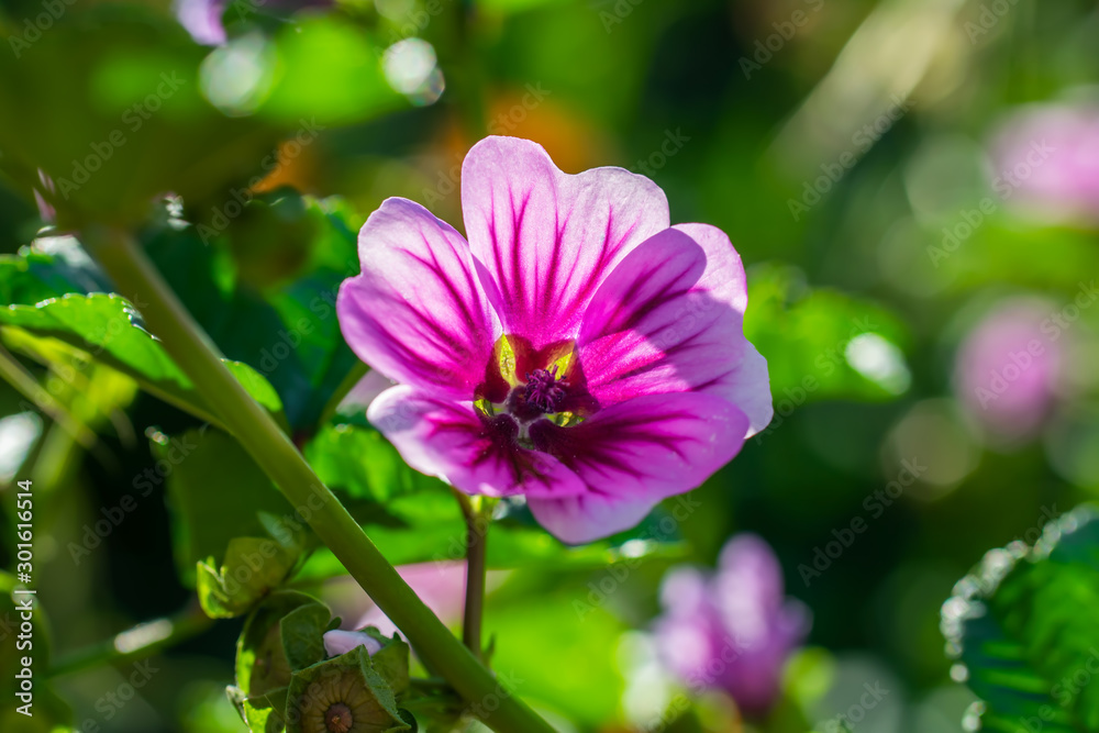 Bright crimson mallow flowers on a blurred background. Bright crimson mallow flowers on a blurred background.