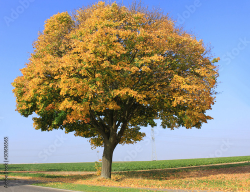 Einzelner Ahornbaum mit Herbstblättern an einer Landstraße