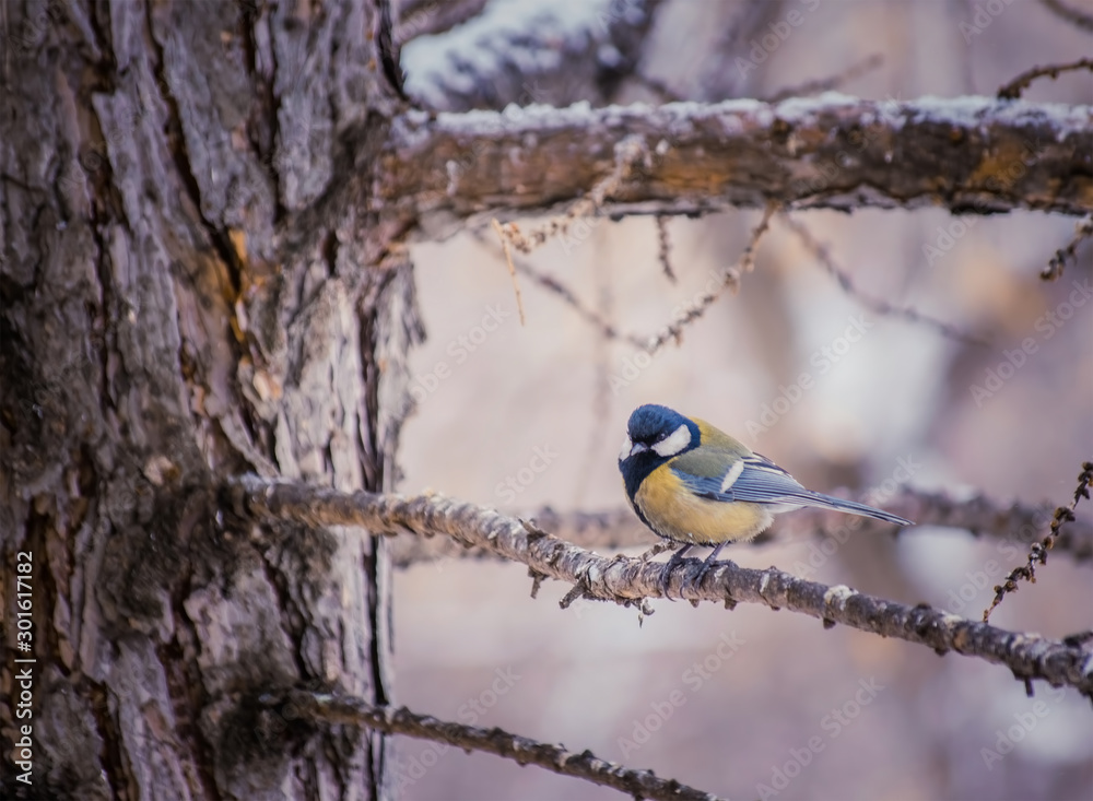 Naklejka premium Titmouse on a snowy winter day