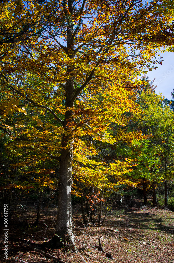 L'automne dans le Luberon