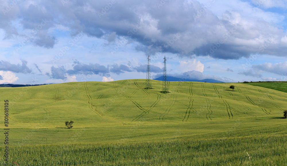 Rolling Hills and Grassland Landscapes with trees in Val d'Orcia, Tuscany, Italy
