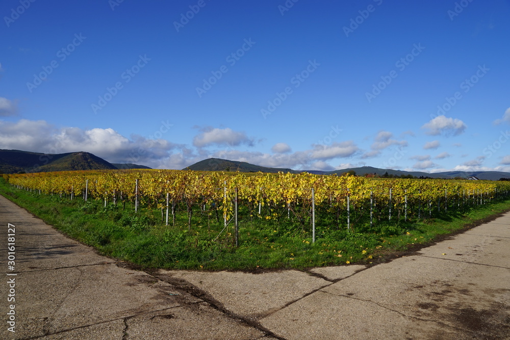 Wegkreuzung in den Weinbergen der Südlichen Weinstrasse