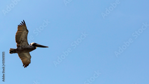 Flying pelican against blue sky, Sanibel Island, Florida, USA