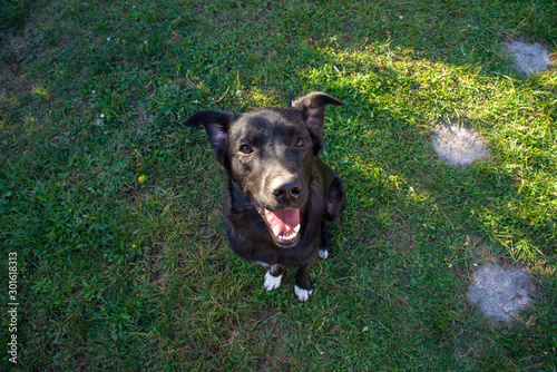 Happy Labby