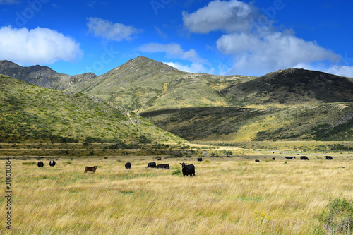 Beautiful landscape in New Zealand with black cattle, yellow grassland and mountains. Molesworth station, South Island. photo