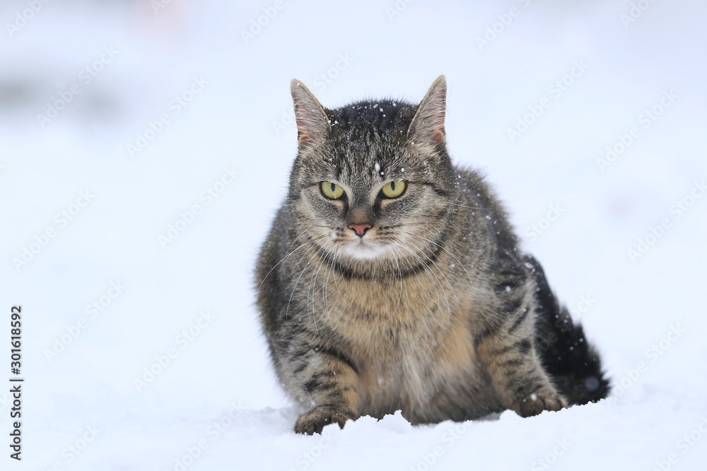Beautiful tabby cat in the snow. European Cat in winter. Felis silvestris.