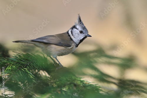 Crested Tit sitting on spruce branch. Bird in the nature habitat, Portrait of Songbird tit with crest. Wildlife scene from fall forest. Autumn in nature. Lophophanes cristatus photo