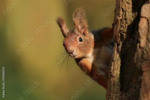 Red squirrel climbing an old tree and looking curiously straight into the camera. Wildlife in october forest. Sciurus vulgaris.