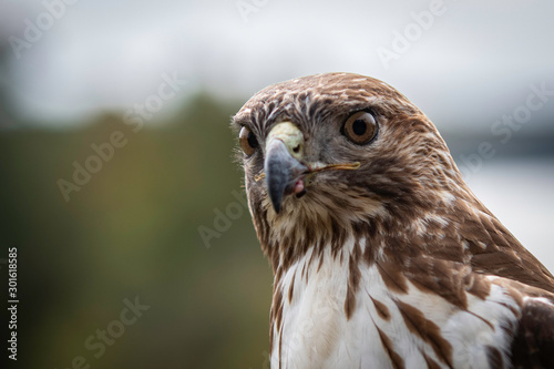 Red tail hawk close up head and negative space