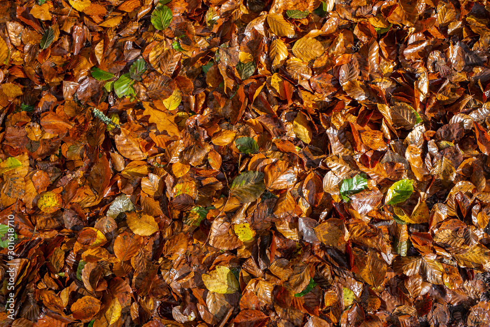 Red, green and orange autumn wet leaves background. Outdoor. Colorful backround image of fallen autumn leaves perfect for seasonal use. Space for text.