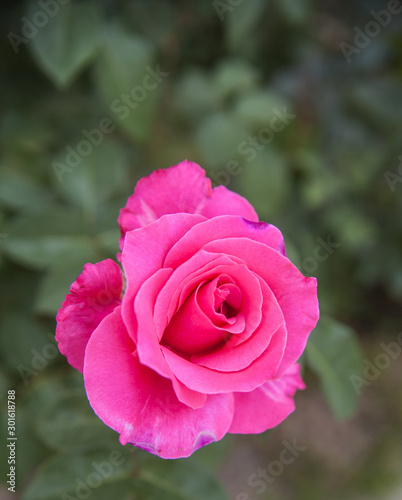 pink rose in garden