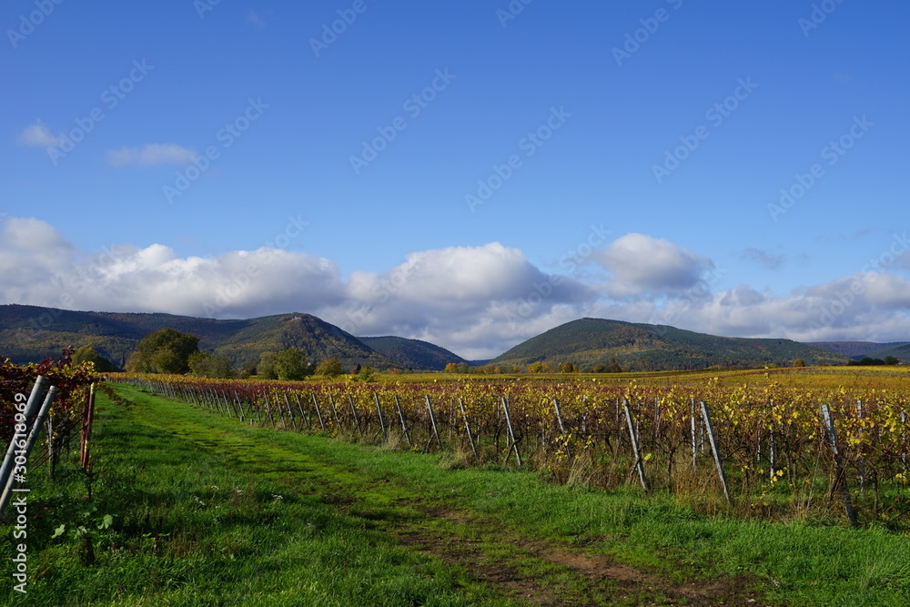 Panoramablick bei Sonnenschein aus den Weingärten bei Edesheim auf den Pfälzerwald