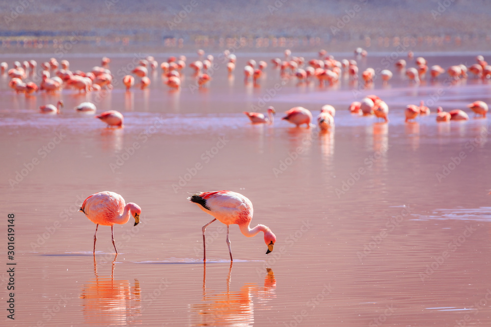 Obraz premium Pink flamingos at exciting lagona colorada Bolivia