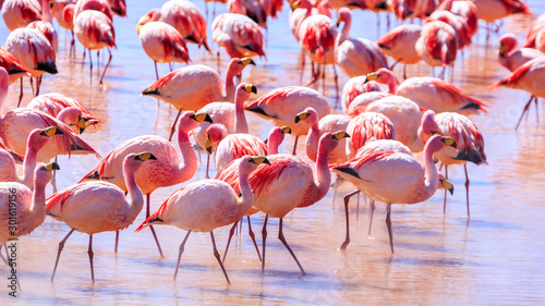 Pink flamingos at exciting lagona colorada Bolivia photo