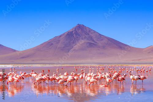 Pink flamingos at exciting lagona colorada scenery in Bolivia photo