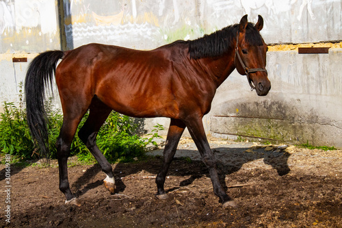 Thoroughbred brown horse. Figure in profile. © Julia Studenikina