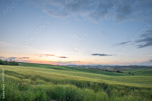 Sunset landscapes over the green grassland and rolling hills in Tuscany © Sen