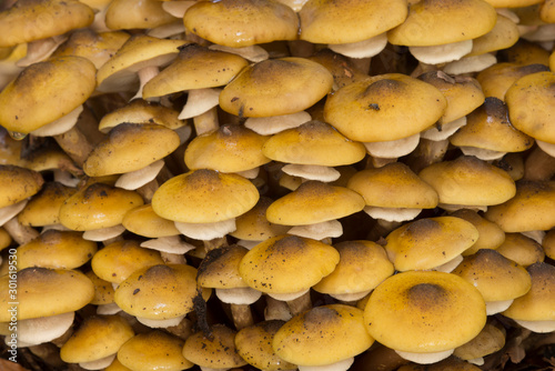 Orange mushroom growing on ground