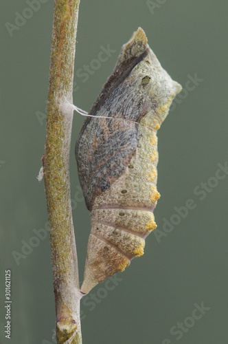 Papilio machaon common yellow chrysalis swallowtail about to hatch hanging on a fennel stem photo