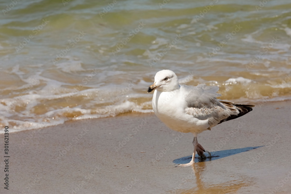 Wet sand and a seagull on it Wet sand and a seagull on it