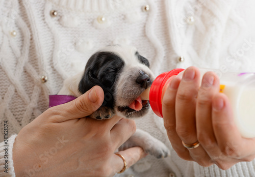 The feeding the little blind puppy with a milk in indoor. photo