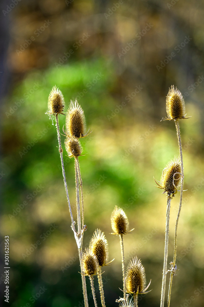 Obraz premium Teasel - Dipsacus 0093