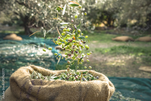 Harvested fresh olives in sacks in a field in Crete, Greece for olive oil production, using green nets. photo