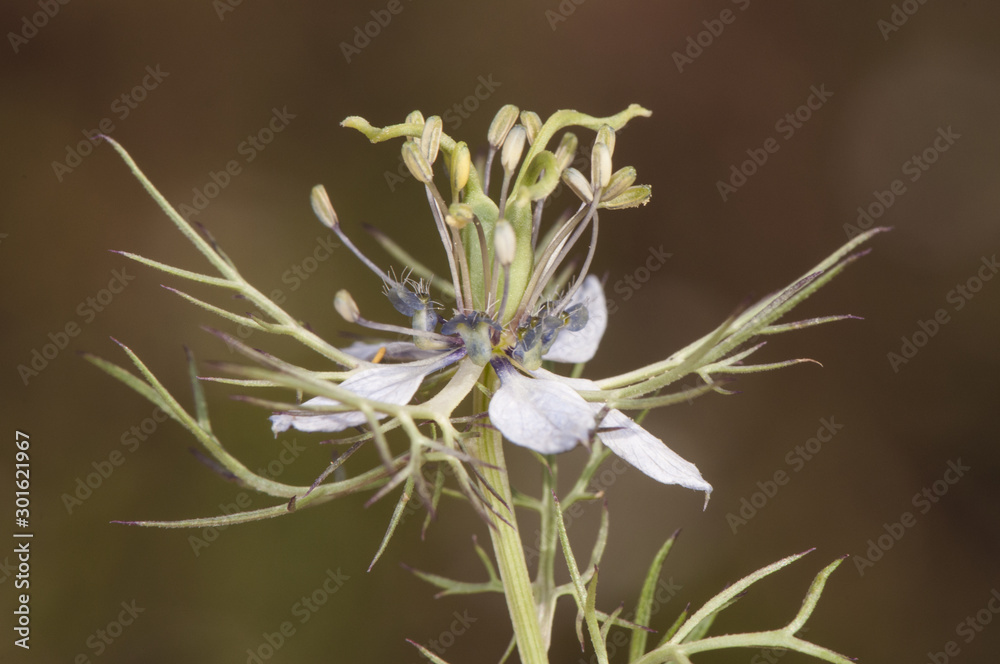 Nigella damascena love in a mist beautiful and peculiar purple blue flower of very unusual appearance