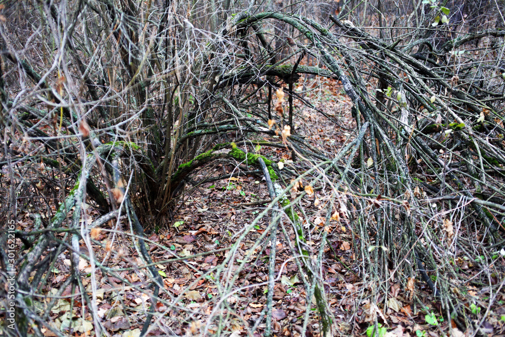 branches of a bush overgrown with moss in the forest branches of a bush overgrown with moss in the forest