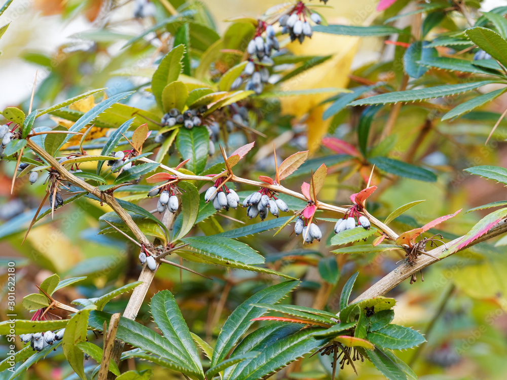 Verruqueuse (Berberis verruculosa) Epine-vinette verruqueuse aux rameaux épineux ...
