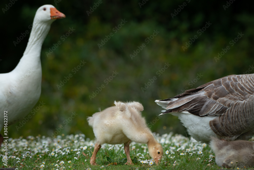 Fluffy baby goose eating grass with parents Fluffy baby goose eating grass with parents
