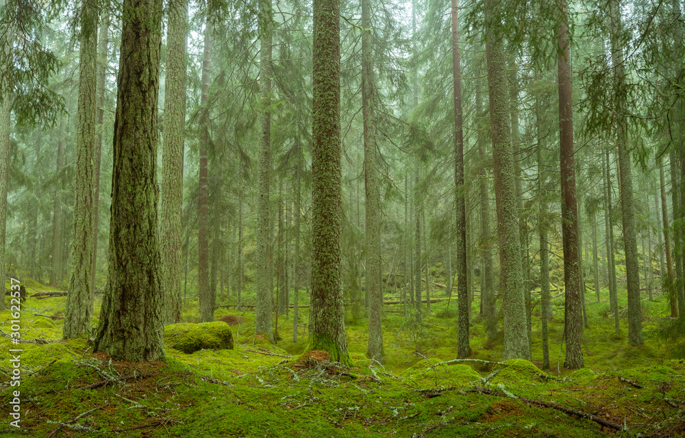 Obraz premium Ycke nature reserve