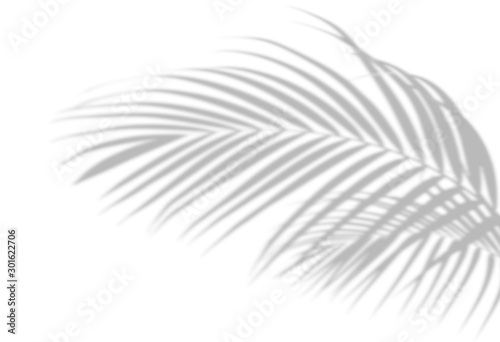 Abstract shadow black white palm leaf shadow on a white wall Background. Blank copy space.