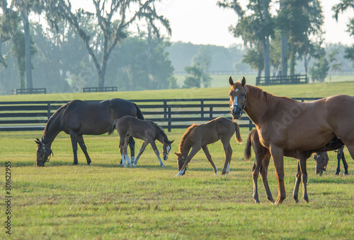 Thoroughbred horse mares and foals in paddock