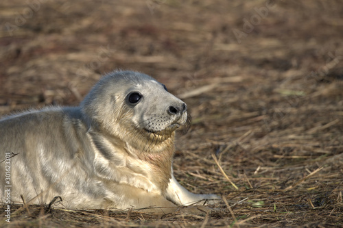 Grey seal pup in morning sunlight.