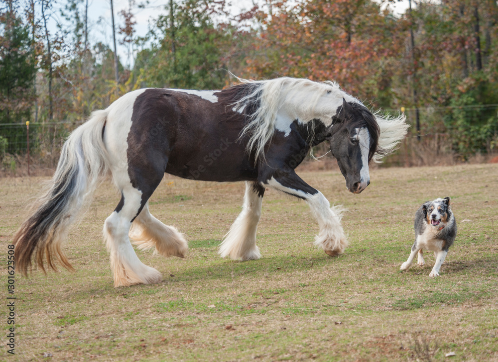 Gypsy horse mare and runs and plays with dog Gypsy horse mare and runs and plays with dog