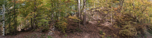Panorama of autumn forest
