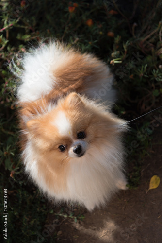 Portrait of small fluffy dog looking to the camera © Helen Filatova