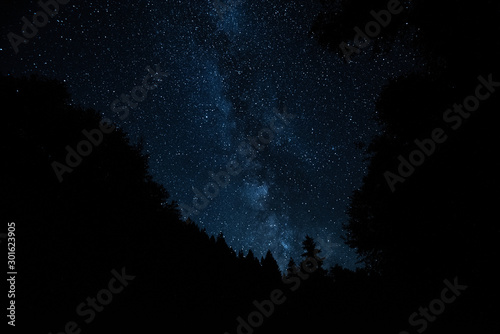 Forest stars on a summer night 