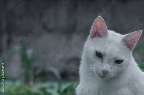 cat on a fence