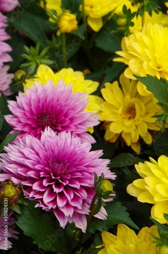 A variety of pink flowers with various backgrounds