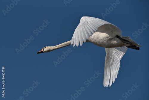 Mute swan in flight with blue sky.