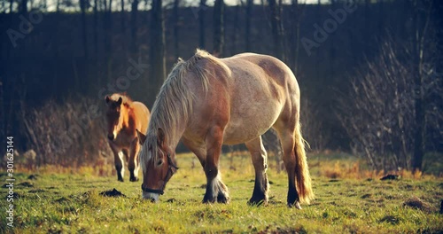 Beautiful red-haired brown horse eats grass